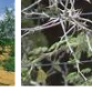 acacia-albida.png