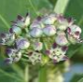 calotropis-procera.png