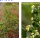 chenopodium-ambrosioides.png