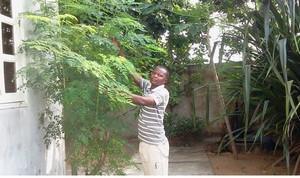 Feuilles et plantes de moringa