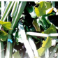 cissus-quadrangularis-2.png