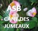 Costus afer flower  Canne des Jumeaux