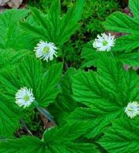 Goldenseal