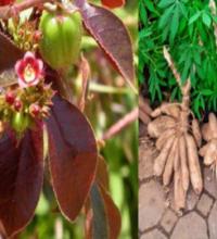 Jatropha rouge et manioc