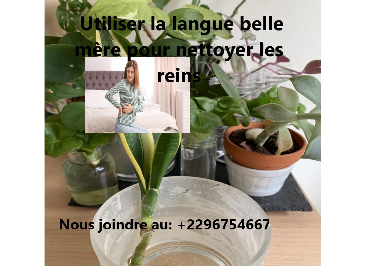 Utiliser la langue belle mère pour nettoyer les reins