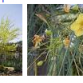 parkinsonia-aculeata.png