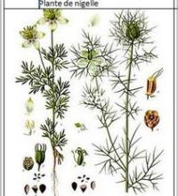 Plante de nigelle copier 