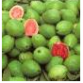 psidium-guajava-1.png