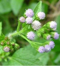 Roi des herbes pour agrandir le penis 2