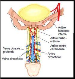 Insuffisance Veineuse Traitement Naturel