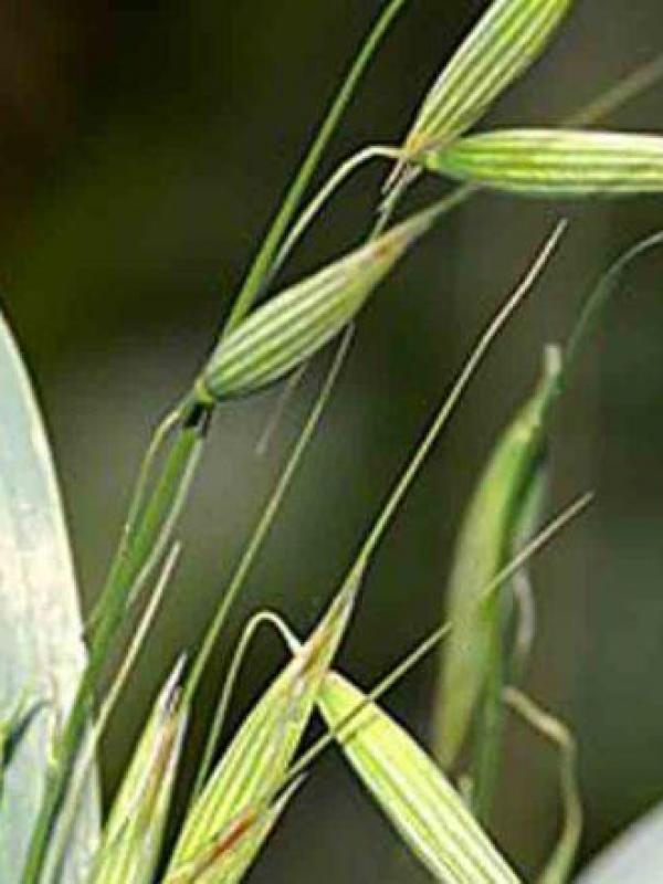 Avena sativa 1