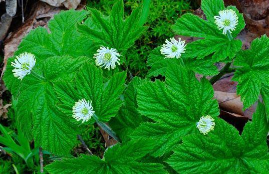 Goldenseal