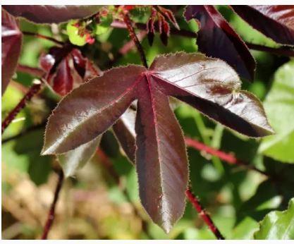 Jatropha rouge 1