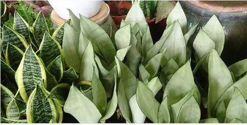 Plante serpent copier 1