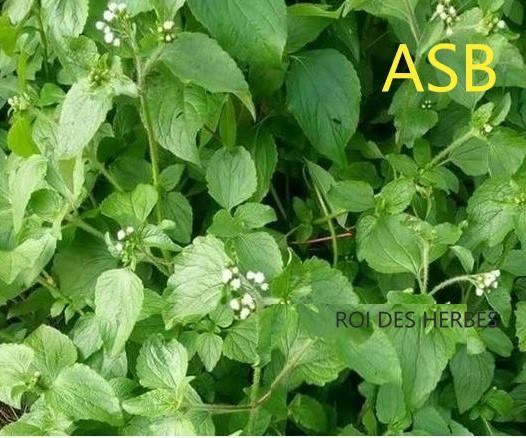 Roi des herbes
